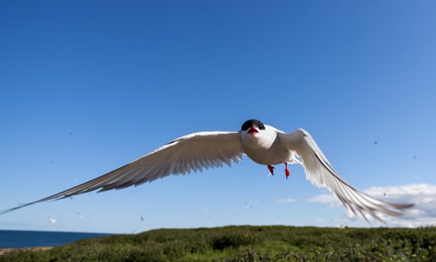 How the 'animal internet' sheds light on the secrets of migration | Wildlife | The Guardian How the 'animal internet' sheds light on the secrets of migration | Wildlife | The Guardian
