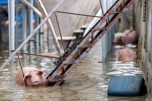 A pig stands in water by metal steps, with others behind also in the water