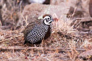 A Montezuma quail, or fool’s quail, in Arizona US