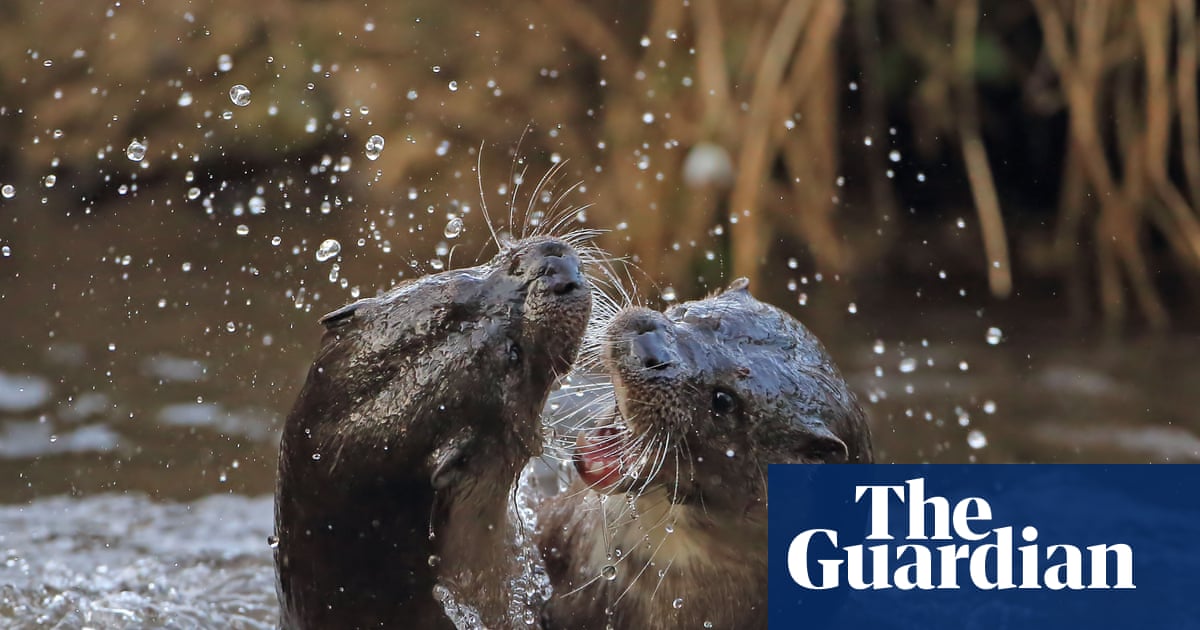 Country diary: The wild, riotous sounds of otters in battle | Cal Flyn