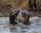 Wild Otter Battle Echoes Across the Isle of Lismore in Argyll