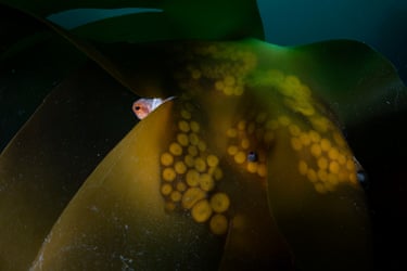 An octopus’s eye peering over kelp blades through which its tentacle suckers can be seen