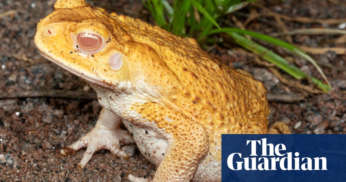 Scientists have birthed a super cannibal' that never grows up. Could it be key to combating Australia's cane toad menace?