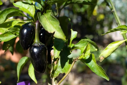 Black chillis on a bush