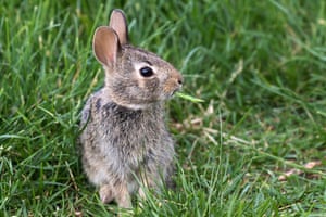 A young eastern cottontail in a backyard in Ames, Iowa, US