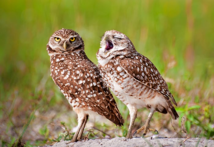 Comedy Wildlife Photography Awards - in pictures | Art and design | The  Guardian