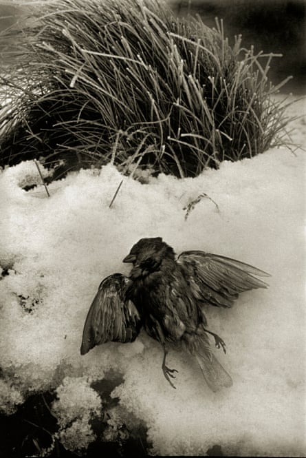 Don McCullin black and white photograph of a dead bird in the snow