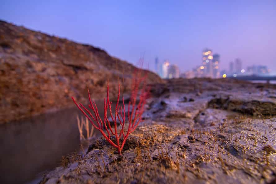 Un coral fan de mare la Breach Candy, Mumbai.