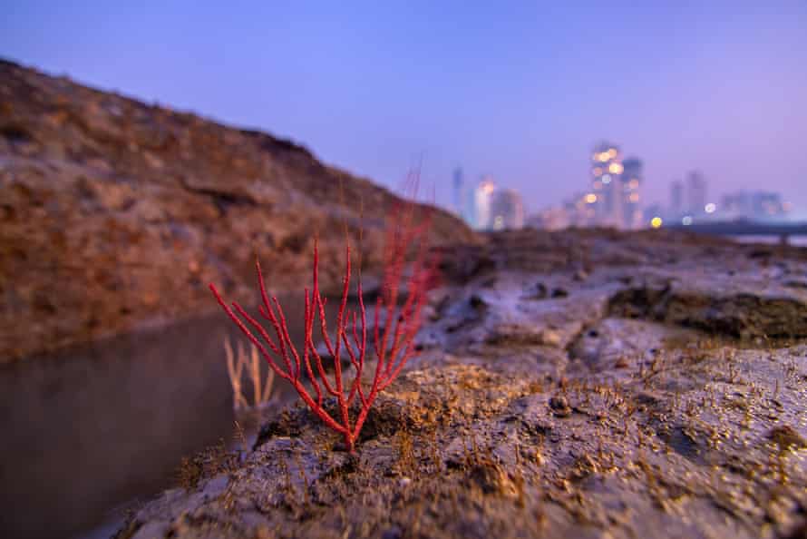 Un corail de gorgones à Breach Candy, Mumbai.