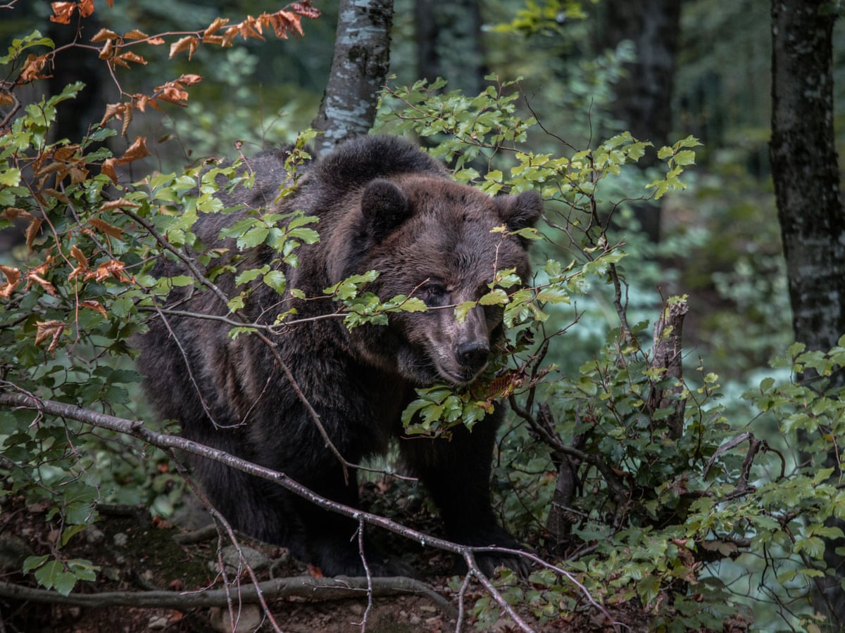 Patch Toppe Toppa Stampato Termoadesiva Bandiera Inghilterra - Foto 11