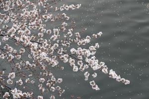 Blossom over water