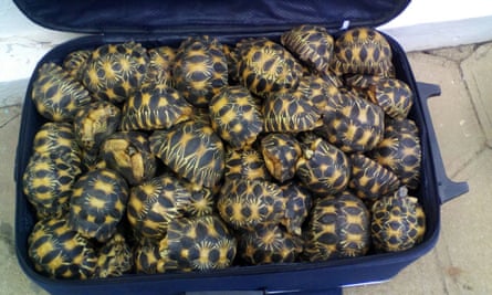 A suitcase full of smuggled tortoises seized in a raid in Madagascar.