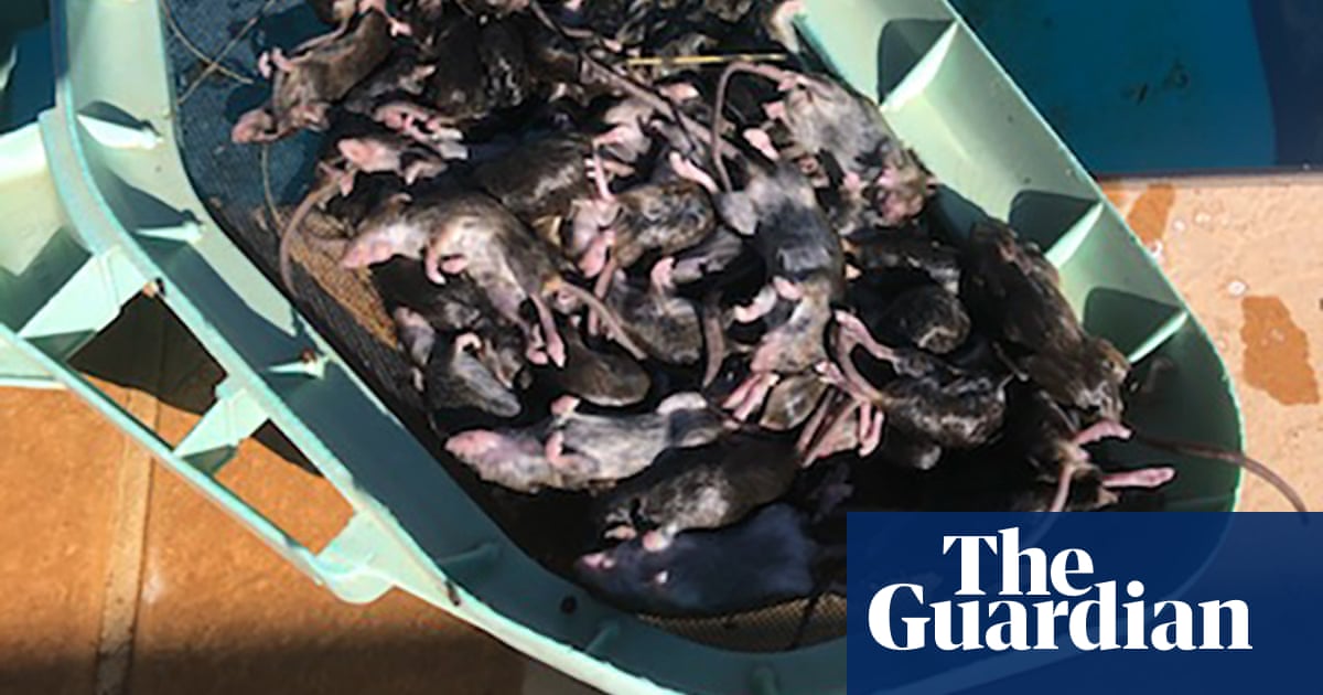 Concerns mouse plague is returning worse than before