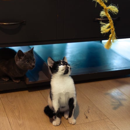 Two cat’s playing with Nature’s Goodies colourful long raffia tail teaser sticks.