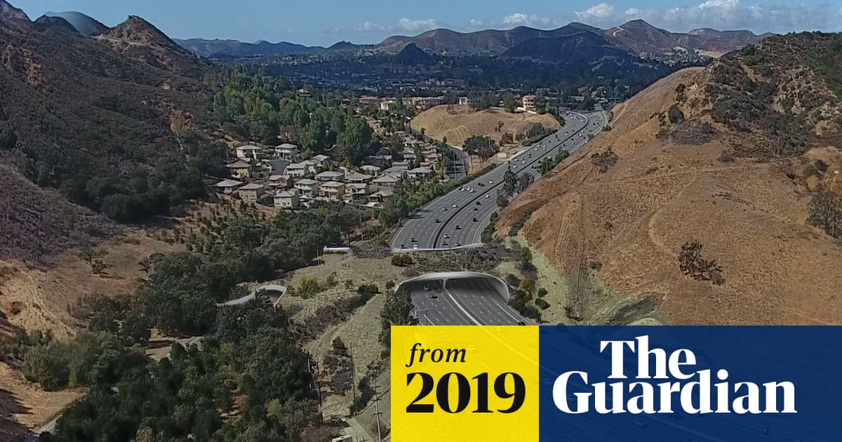 Los Angeles to build world's largest wildlife bridge across 10-lane freeway