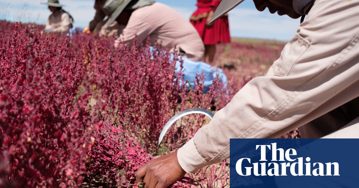 Canahua chose me': can an ancient relative of quinoa revive rural Bolivia's economy?