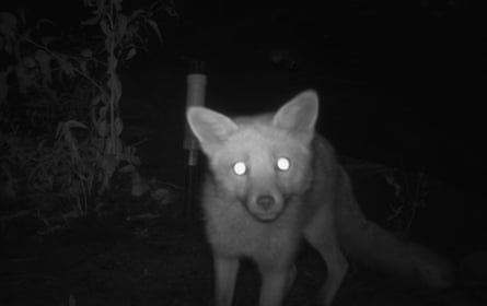یک روباه قرمز در شب در کوه های آبی.