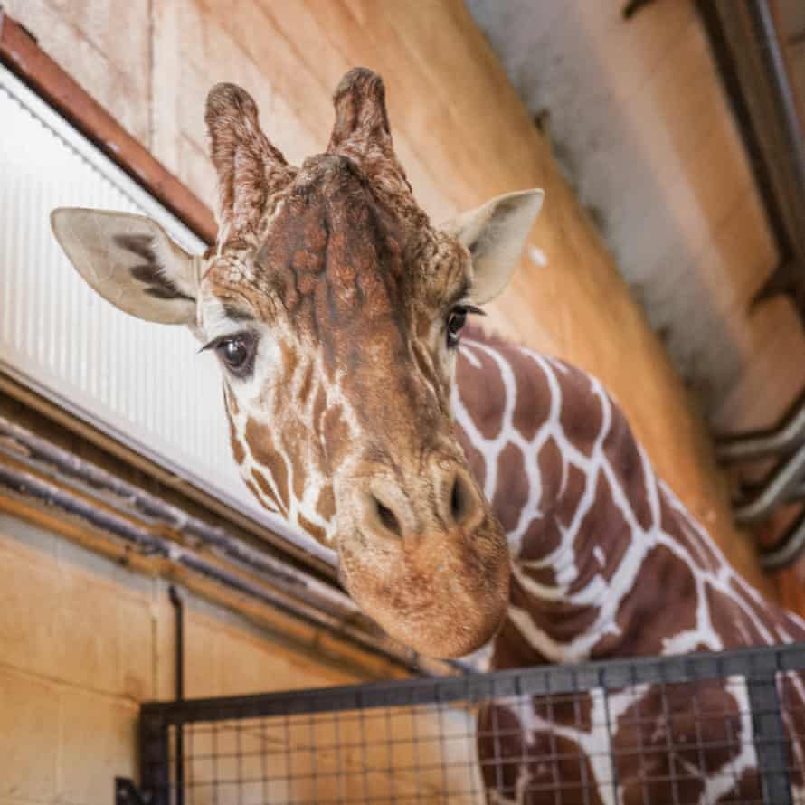 Reticulated giraffe (Bashu is the name of the male giraffe who was having the pedicure)