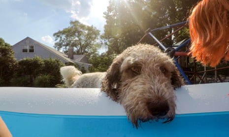 Wet dog resting head on side of paddling pool with sun flare behind.