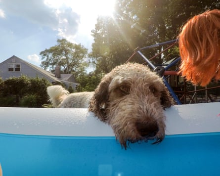 A dog resting its head on the side of blow-up pool