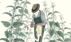 Caterpillar of charlotte Caterpillar of charlotte