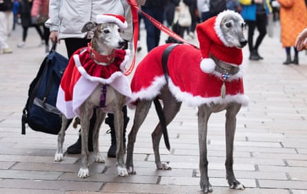 Two dogs in Santa coats
