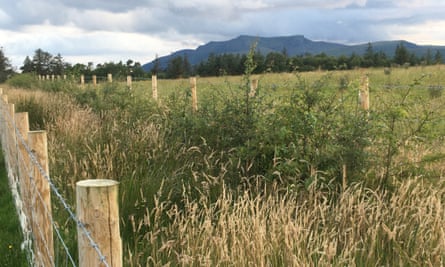 Reinstated hedgerows on Low Beckside Farm.
