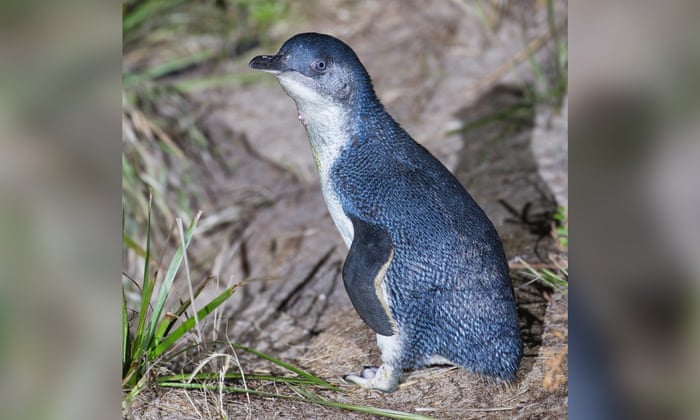 Little Blue Penguin kororā in New Zealand coastal habitat