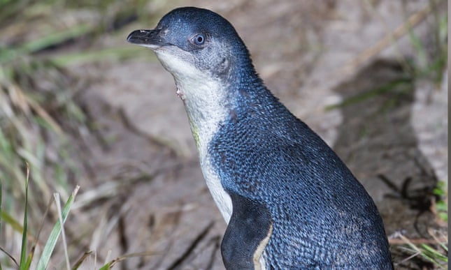 Two men charged with trying to steal penguin and eggs from Tasmanian breeding ground Two men charged with trying to steal penguin and eggs from Tasmanian breeding ground