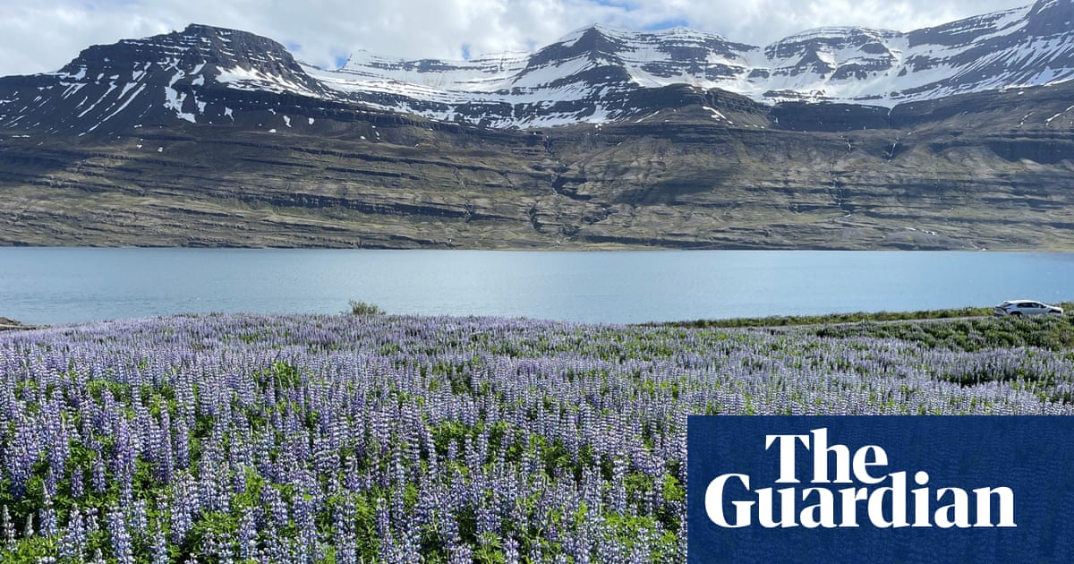 How an invasion of purple flowers made Iceland an Instagram paradise and caused a biodiversity crisis