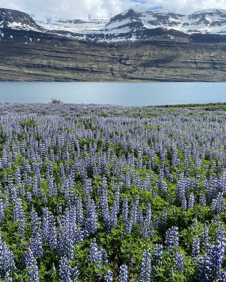 A field of blue flowers next to a body of water and ice-capped peaks