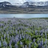 A field of blue flowers next to a body of water and ice-capped peaks