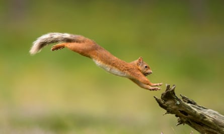 Red squirrels are among the 4,000 species now present on the Dundreggan estate.