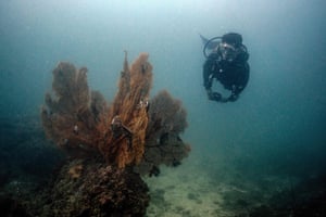 Conservationist looking at coral in the sea off Thailand’s Andaman coast