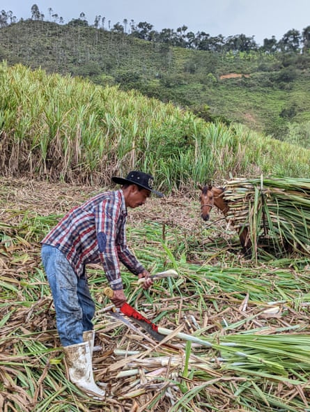 Sugar is produced in many countries around the world, including by small farmers in Colombia.