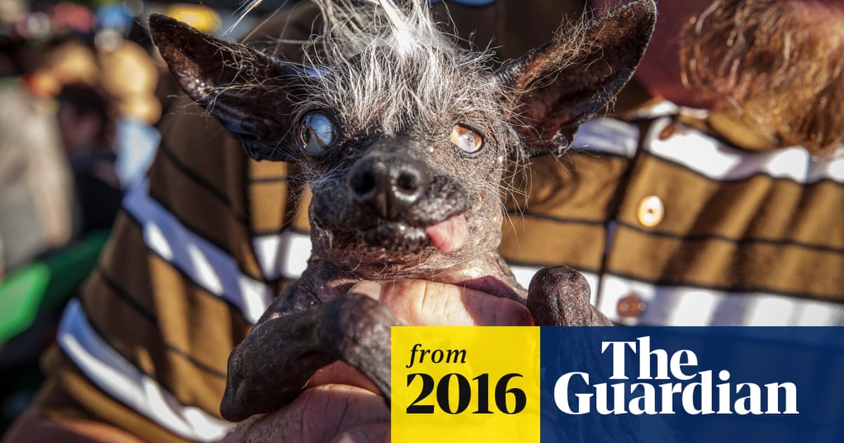 Pin on Cats & Dogs