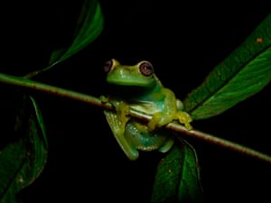 Hyloscirtus japreria – a new species of frog discovered by scientists in the Sierra de Perija mountain range on the Venezuela - Colombia border