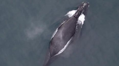 First audio recording of rare north pacific right whale – video
