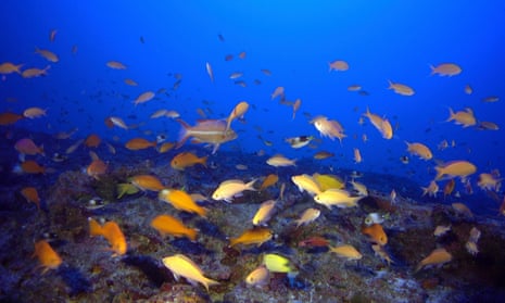 Fish swim in the oceanic twilight zone near Kure Atoll, in the Hawaiian archipelago.