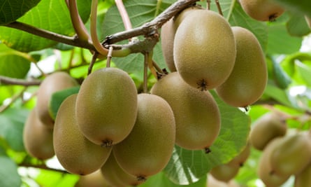 Zespri Gold3 fruit kiwifruit hanging on the vine