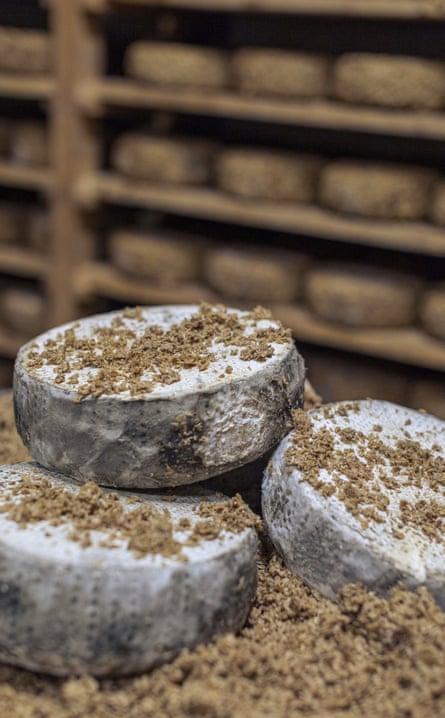 Wheels of sbirro cheese