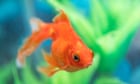The pet I'll never forget: Charlotte, the goldfish who rose from the dead
