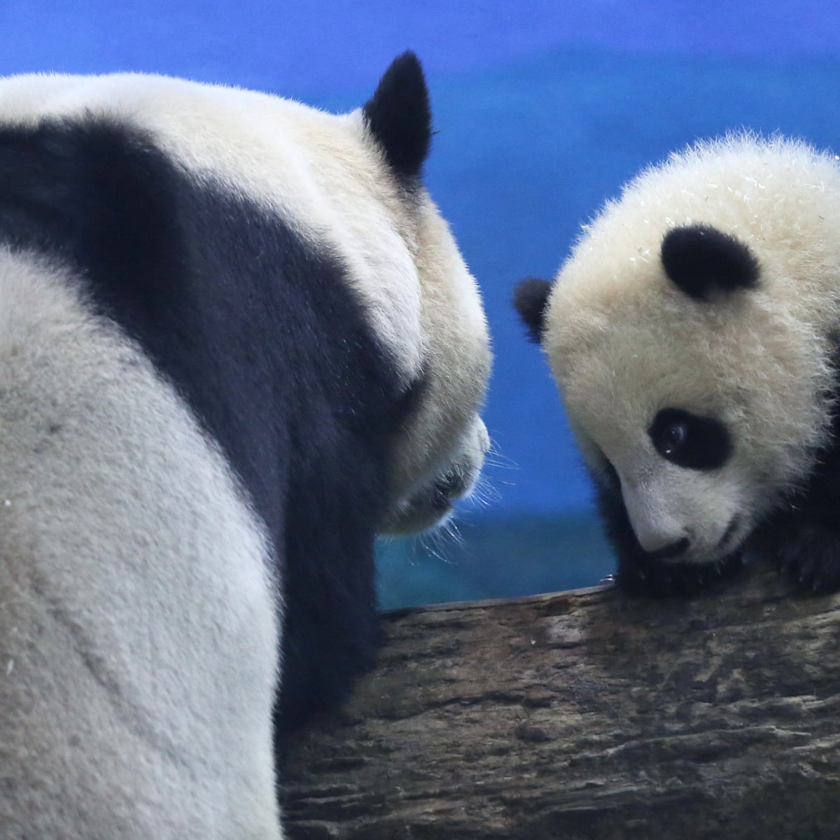 Second Taiwan Born Giant Panda Cub Makes Media Debut Giant Pandas The Guardian Second Taiwan Born Giant Panda Cub Makes Media Debut Giant Pandas The Guardian