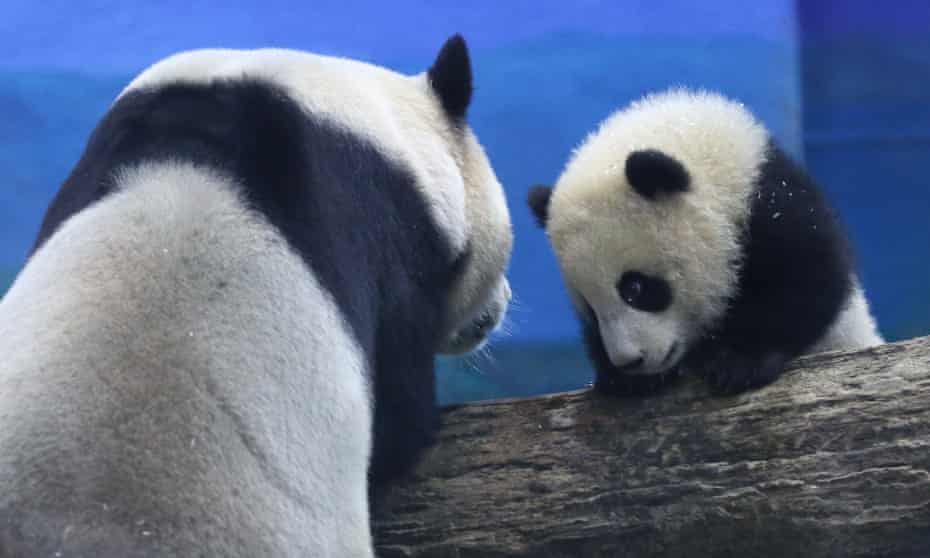 The six-month-old giant panda cub, Yuan Bao, and her mother, Yuan Yuan, at Taipei Zoo.