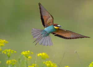 11 and Under. Graceful Flight Over Wild Bloom. ‘I discovered a European Bee- eater colony in a nesting cliff where the birds were tirelessly chasing prey for their chicks nestled in the burrows. The birds were flying over a field of wildflowers, whose colours beautifully mirrored the bee-eaters’ plumage. I was captivated by their agility as they swiftly changed speed and direction, tracking insects through the air. After many attempts, I finally captured this bird in flight, its wings fully spread, showing the beautiful colours of its feathers in great harmony with the flowers.’