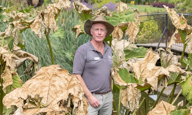 Robert Brett, Kurator der Royal Horticulture Society Hyde Hall, über die sengenden Bemühungen von Gunnera in der jüngsten extremen Hitze (Foto von Graeme Robertson)