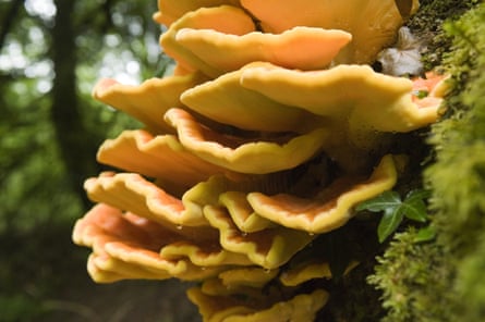Bracket fungi on a tree at Lydford Gorge, Devon.