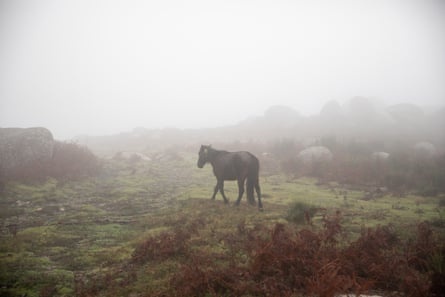 حصان جارانو مع جهاز تعقب GPS في جبل كابريرا، فييرا دو مينهو، البرتغال.
