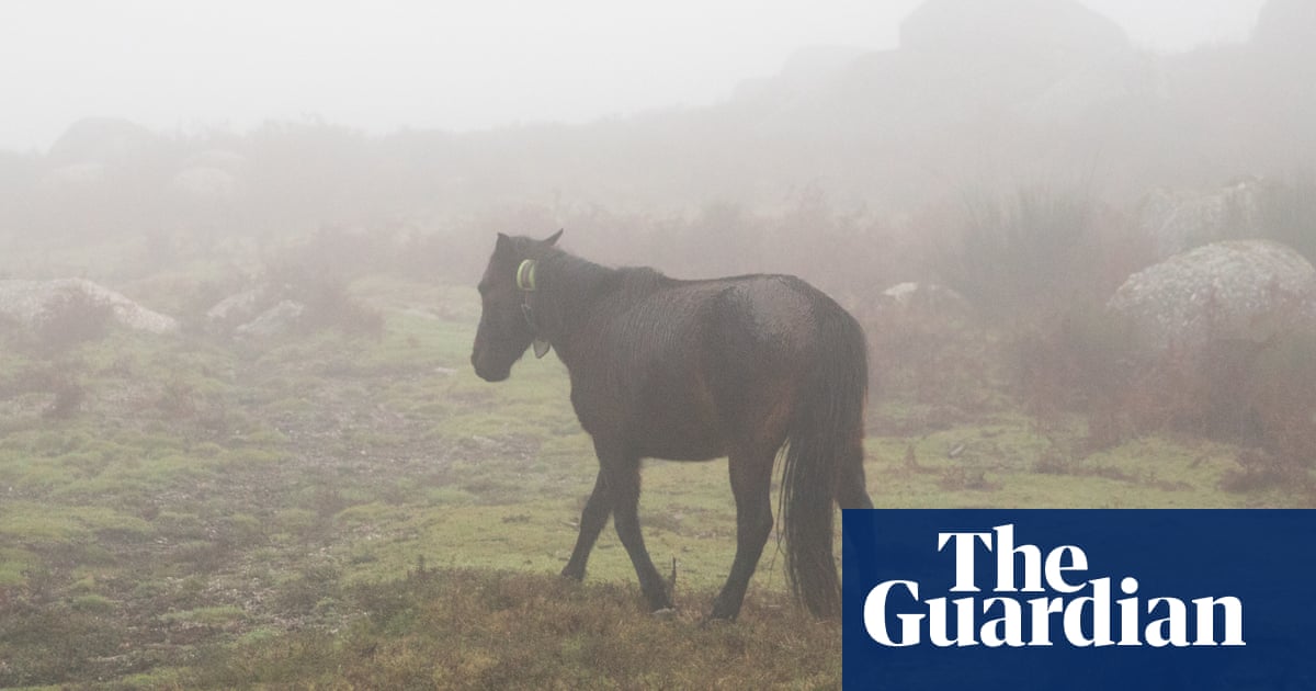 „Без функция те са обречени“: в търсене на нова работа за древната порода пони на Португалия