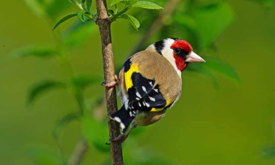 A goldfinch in Swindon